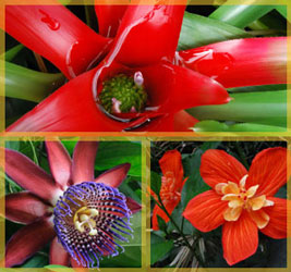 fleurs tropicales du monde